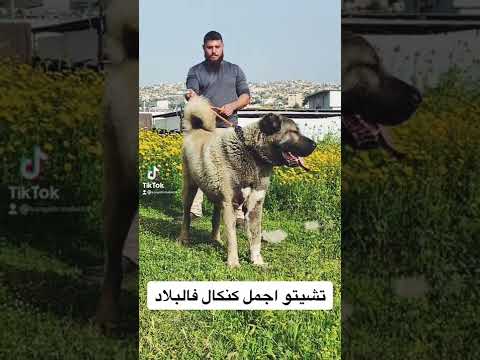 كلب الكانجال التركي اقوى كلب فالعالم