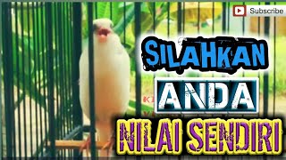 Download Kenari Gacor Cengkok Istimewa L Wani Perih Kicau Mania Kenari L Canary Bird Sing Video MP3 Kenari Gacor Cengkok Istimewa L Wani Perih Kicau Mania Kenari L Canary Bird Sing