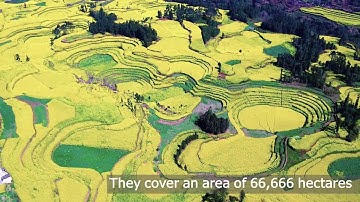 Ngắm hoa cải dầu nở rộ ở Trung Quốc