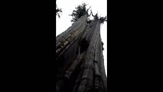 Duncan Red Cedar Tree - Olympic National Forest Washington
