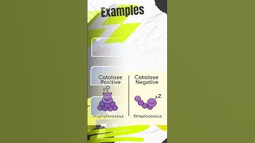 *Technique Tuesday* on IvyPDC presents: **The Catalase Test!**