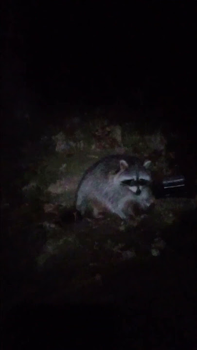 #raccoon #cub #Pudge LazyBoy Recliner