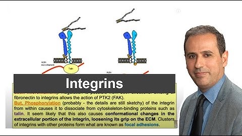 How Proteins Interact with Biomaterials? Integrins & Bidirectional Signaling Explained!