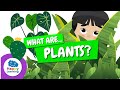 🌱WHAT ARE PLANTS? | Characteristics and Types | Educational Videos for Children @HappyLearningENG