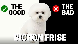 Bichon Frise: The Pros & Cons Of Owning One