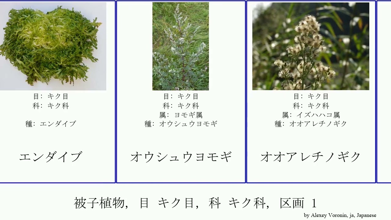 被子植物 目 キク目 科 キク科 区画 1 Angiosperms アジェラティーナ オオモミジガサ属 イワニガナ オキナヨモギ ウスユキソウ属 エゾウスユキソウ オタカラコウ アゼトウナ Youtube