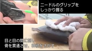 簡単に魚の神経絞めができる | 神経締めセット | ルミカ