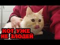 Чем закончилось приручение кота. Новорожденные козочки.