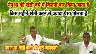 नेनुआ की खेती वर्ष में कितनी बार होता है|How many times a year is Nenua cultivated|Ramprakash patel.