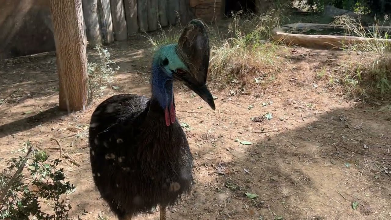ヒクイドリ！ギリシャ・アテネ動物園　Attica Zoological Park
