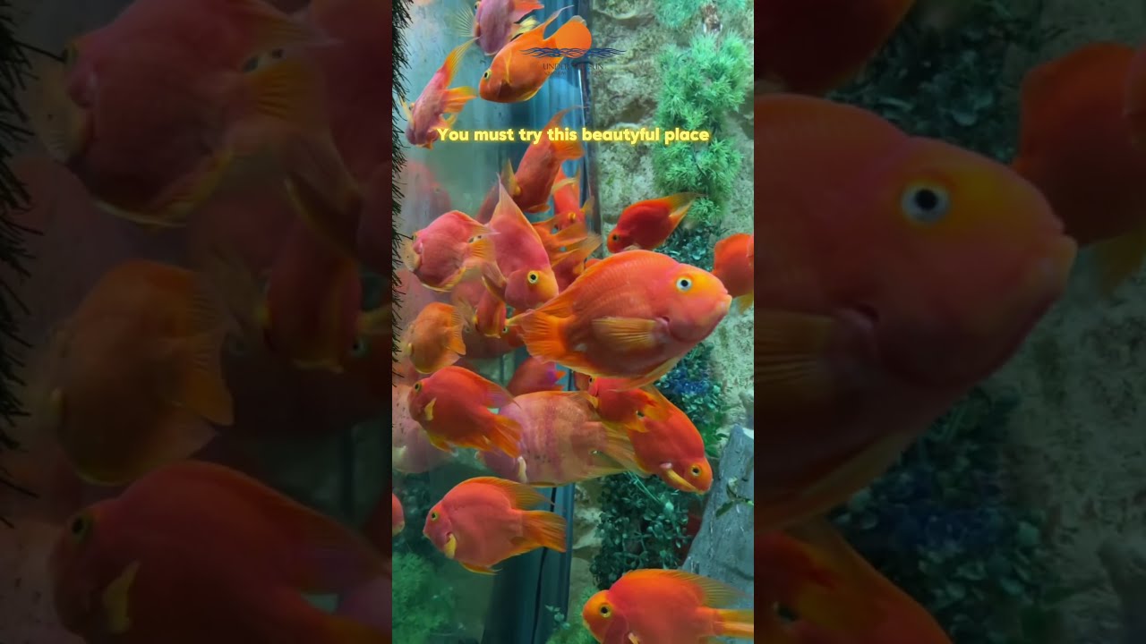 Under the Sun Aquarium Udaipur | Exploring Marine Life & Peaceful Escape in the City of Lakes 