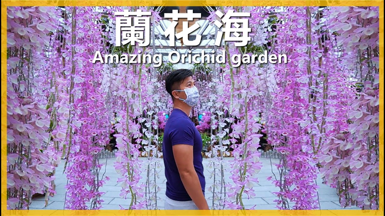 【蘭花瀑布】Amazing Orichid garden，台中后里萌芳花卉農場，春石斛現正爆開中，粉白色花瀑讓人欲罷不能。＃Phalaenopsis Orchid ＃愛種花的伊恩＃春石斛＃萌芳花卉農場