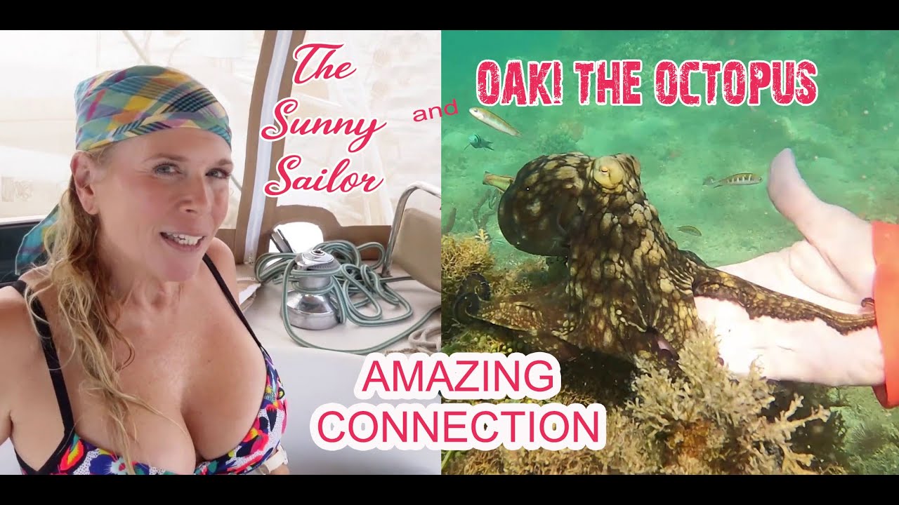 Oaki The Octopus - Sunny Sailor - special relationship of trust - Amazing Sea life - Caribbean