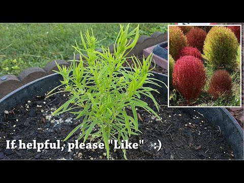 Video: Cochia (plant) - Beneficial Properties And Use Of Cochia, Growing Cochia, Cochia Flowers. Cochia Broom, Hairy