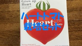 ハートトマト栽培セット
