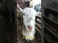так выглядит Любовь❤️❤️❤️#shortvideo #козы #goats #shorts
