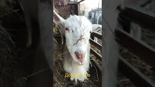 так выглядит Любовь❤️❤️❤️#shortvideo #козы #goats #shorts