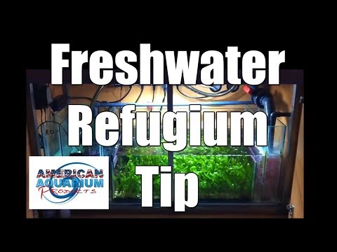 Trick- Freshwater Refugium (& really saltwater sump refugium too)