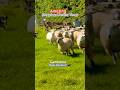 🤩Amazing Sheepdogs Herding Sheep,New Zealand #sheepdog #sheepfarm #smartdogs 뉴질랜드 똑똑한 양몰이 개 #뉴질랜드여행