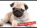 A Special Pug Happy Birthday Song Just For You A Special Pug Happy Birthday Song Just For You