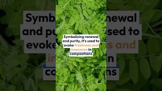 Exploring the Sweet Aroma of Acacia in Perfumery 🌸🍯 #AcaciaFragrance #FloralNotes screenshot 5