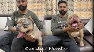 XXL फिर Micro और अब Nano American Bully  एक साथ 20 American Bully  | SCOOBERS