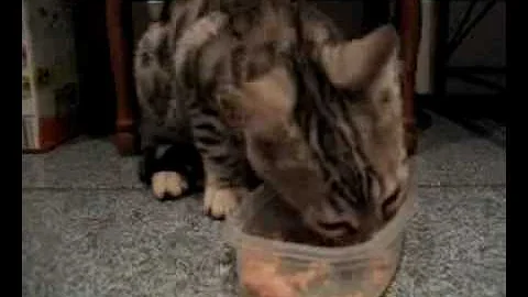 Video 1642381: bengal kitten eating, talking bengal