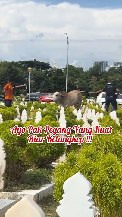 Sapi Ngamuk !!! Waktu Qurban !!! Kabur Tabrak Motor !!! Masuk Kuburan !!!