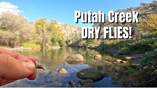 Do Dry Flies REALLY Work at Putah Creek?