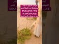 رقبة الجمل او البعير او الناقة كم يصل طولها وهي مبطنة اكتب اجابتك وسبحان الله في التعليقات