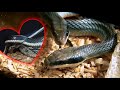 ССАЖИВАНИЕ ЗМЕЙ / Брачные игры Голубых полозов / SNAKE LOVE