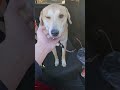 #dogsofyoutube #carride #ridealong #passengerprincess #supercute #roaddogg