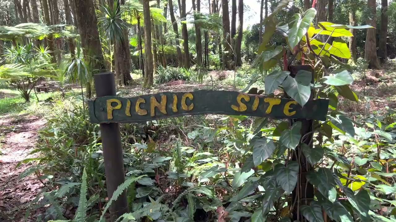 Scenic Forest Walk with Natural Sounds | Tropical Paradise in Mauritius