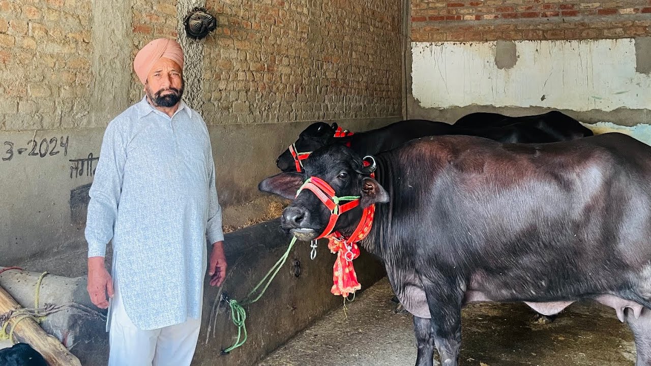 17 ਅਕਤੂਬਰ 2025 📞9872588683👉🏻1 ਲੱਖ ਤੋਂ ਸ਼ੁਰੂ ਬਾਈ ਮੋਹਿੰਦਰ ਕੋਲ਼ ਟੋਪ ਦਿਆ ਚੋਟੀਆ ਹਰਿਆਣਾ ਦੀਆ ਲੁੱਟ ਲਓ ਮੇਲਾ 😱