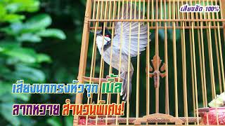 เสียงนกกรงหัวจุกทอง เบิ้ล ลากหวาย สำนวนพิเศษ Thailand Bird [เสียงชัดHD] Chào Mào Thái Lan