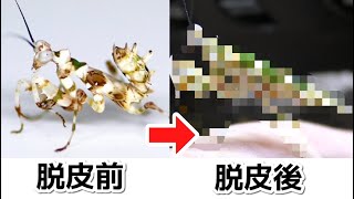 An African praying mantis sheds its skin and the changes it