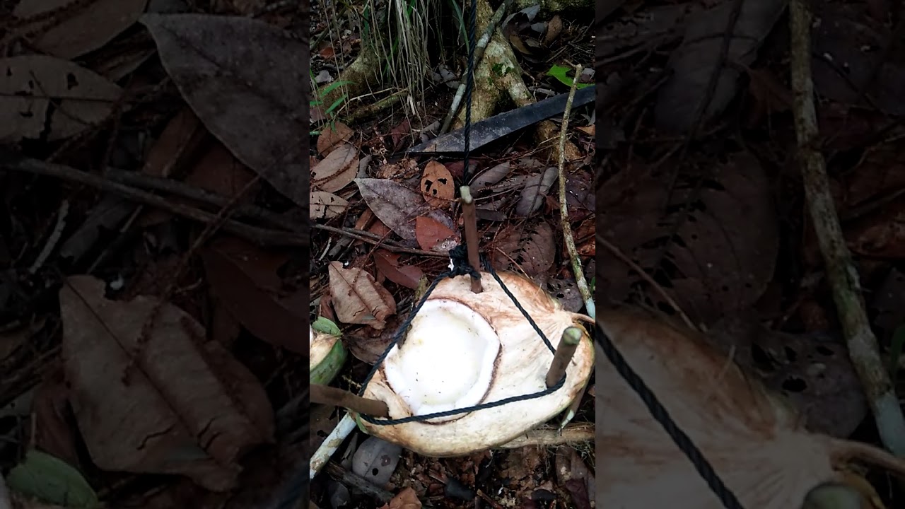 Cara jerat hama babi hutan.yang simpel dengan umpan kelapa