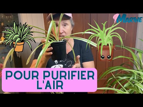 Pourquoi avoir des