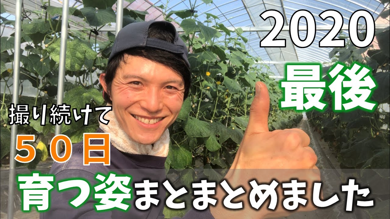 Cultivation Log #36] The last video of 2020. A compilation of the
