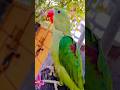 parrot sound #viralvideo#viral #shortvideo #shorts #youtubeshorts #ytshorts