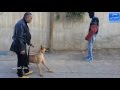 الكلب البلجيكي ردبول التدريب على الهجوم بالاوامر مع جمال العمواسي