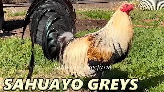 Beautiful Quality Birds Giro Grey SAHUAYO FARM - Farm Visit USA