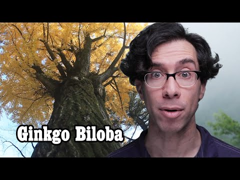 Video: Ginkgo - Living Fossil - Alternative View