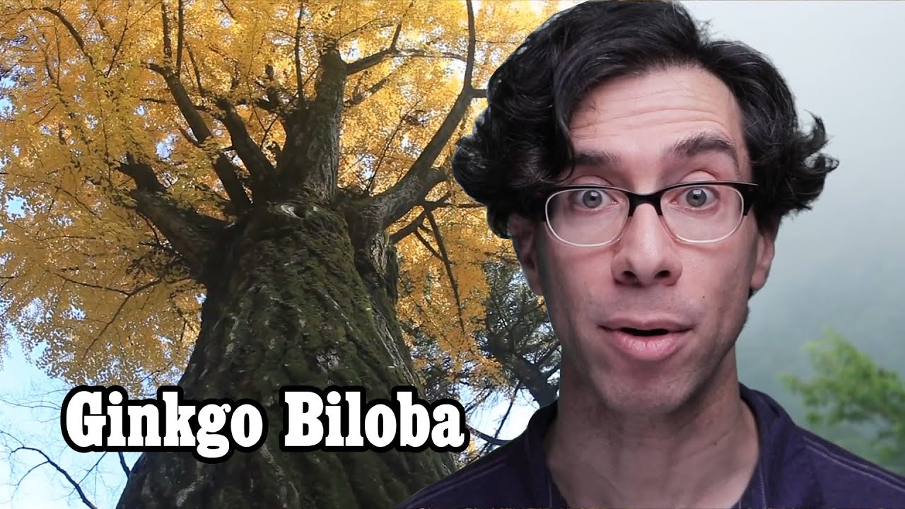 Ginkgo Biloba Facts, Review, Living Fossil Information and Grades