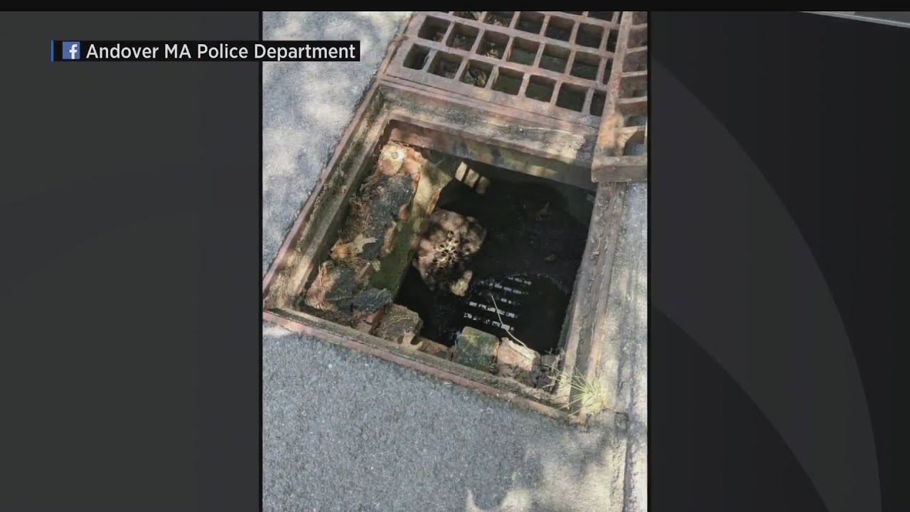 Andover Police Officer Saves 15 Baby Ducks Stuck In Storm Drain - YouTube
