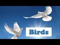 Птицы на английском языке