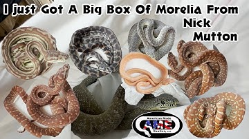I Just Got A Big Box Of Morelia From Nick Mutton!!  AME v13