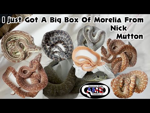 I Just Got A Big Box Of Morelia From Nick Mutton!!  AME v13