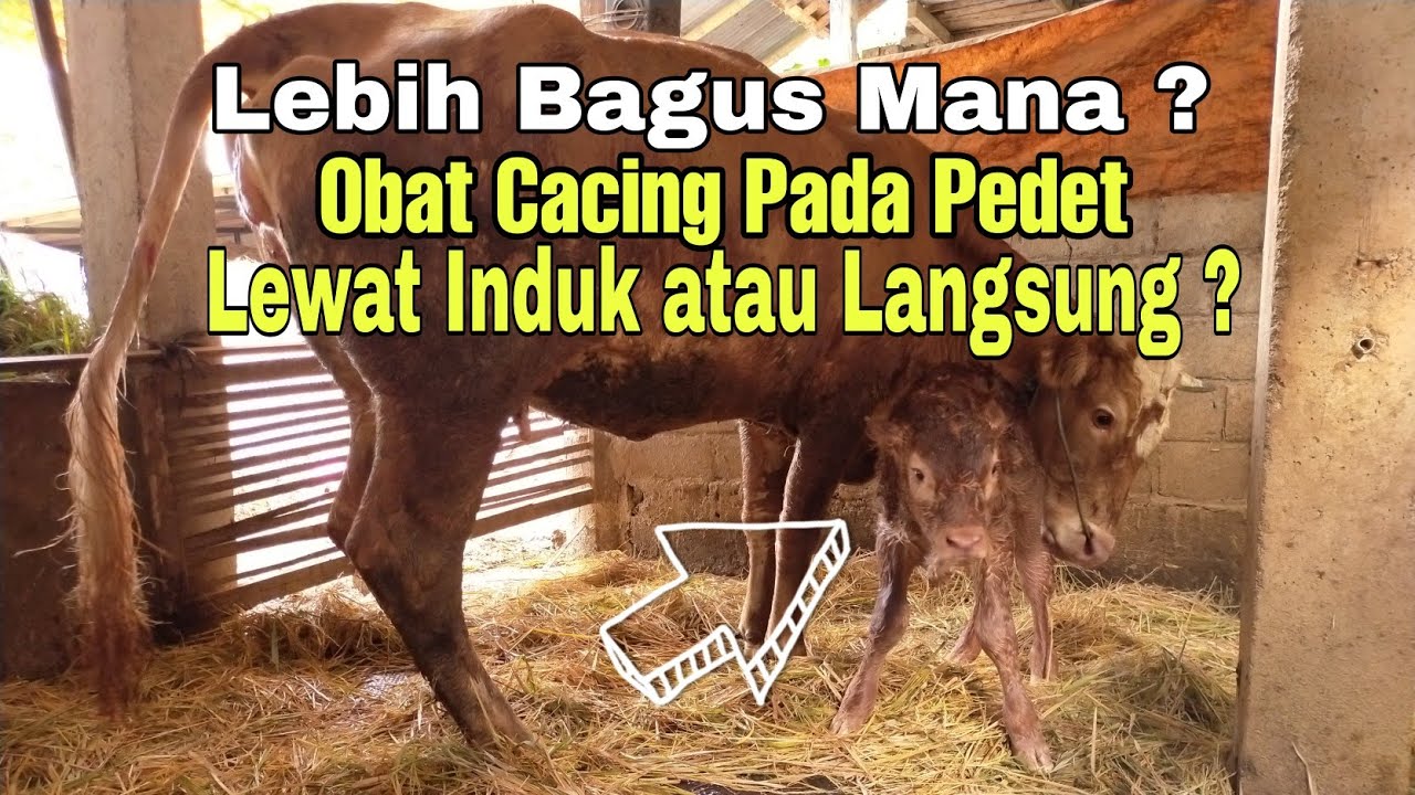 Obat Cacing, Lebih Bagus Lewat Induk atau Langsung Ke Pedetnya ?