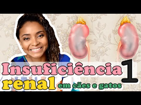 Vídeo: Insuficiência Renal Em Ferrets